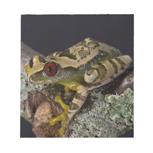 Afrikanisches Rotes Auge Treefrog, Leptopelis Notizblock (Vorderseite)