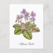 Afrikanisches Veilchen Curtis Botanical Postkarte (Vorderseite)