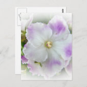 Afrikanisches Violet Blossom Postkarte (Vorne/Hinten)