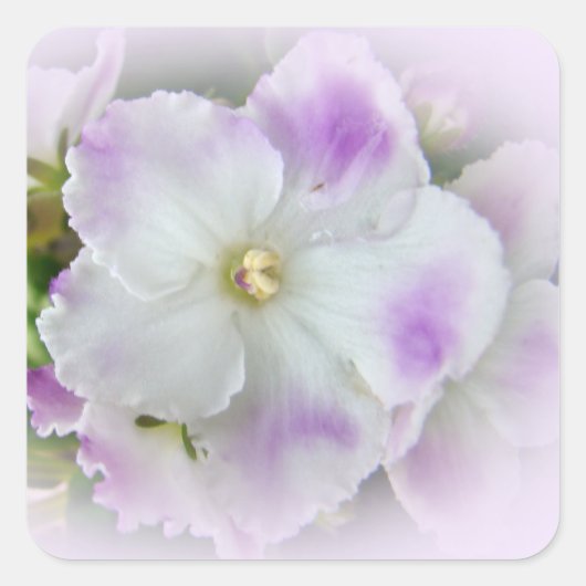 Afrikanisches Violet Blossom Quadratischer Aufkleber (Vorderseite)