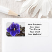 Afrikanisches Violetblühen (Insitu)