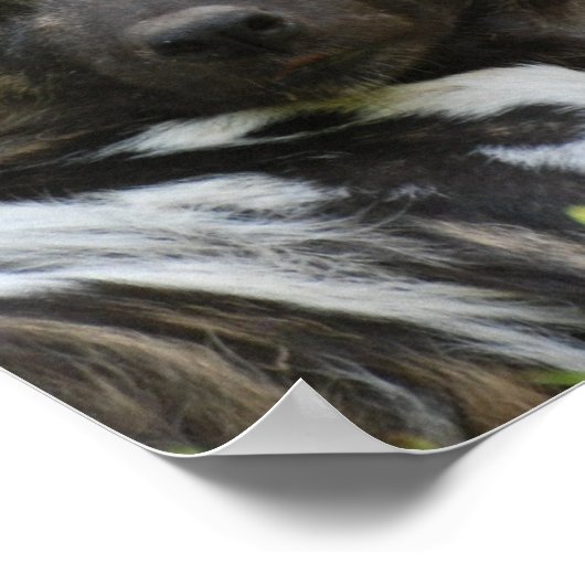 Afrikanisches Wilddokposter Poster (Ecke)