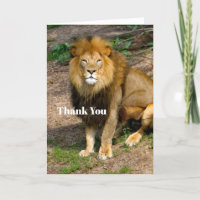 Afrikanisches Wildtier-Foto