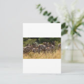 Afrikanisches Zebra-cooles Zeug Postkarte (Stehend Vorderseite)