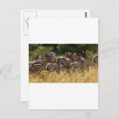 Afrikanisches Zebra-cooles Zeug Postkarte (Vorne/Hinten)
