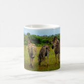 Afrikanisches Zebras in einer natürlichen Umgebung Kaffeetasse (Mittel)