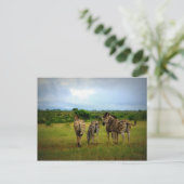 Afrikanisches Zebras in einer natürlichen Umgebung Postkarte (Stehend Vorderseite)