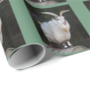 Afrikanisches Zwergziegen-Geschenkpapier Geschenkpapier