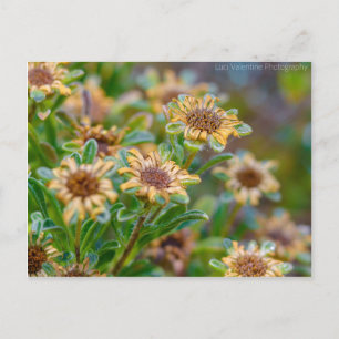 AfterBloom Postkarte