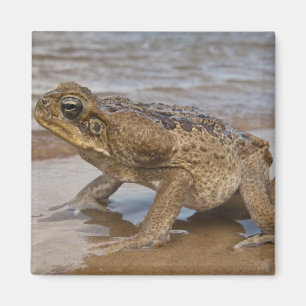 Aga-Kröte Rhinella marina, früher Bufo Magnet