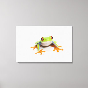 Agalychnis callidryas auf weißem Hintergrund Leinwanddruck