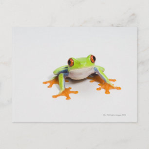 Agalychnis callidryas auf weißem Hintergrund Postkarte