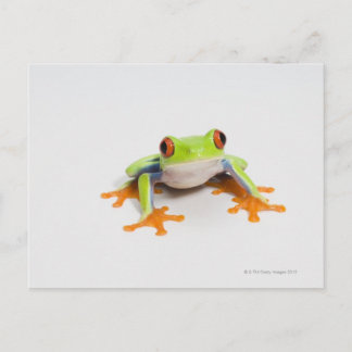 Agalychnis callidryas auf weißem Hintergrund Postkarte