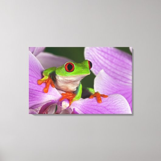Agalychnis callidryas leinwanddruck (Vorderseite)