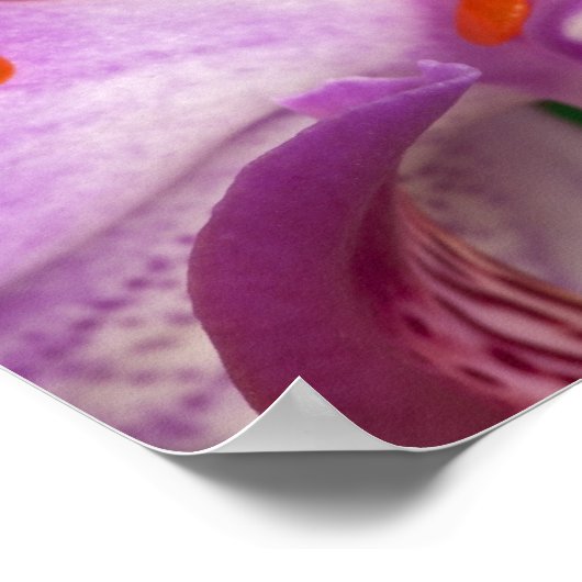 Agalychnis callidryas. poster (Ecke)