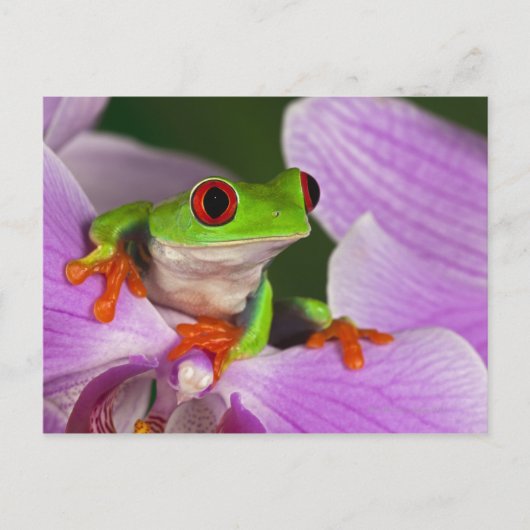 Agalychnis callidryas. postkarte (Vorderseite)