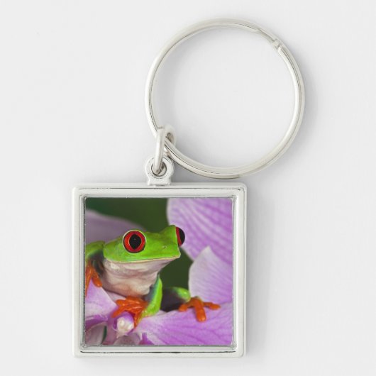 Agalychnis callidryas schlüsselanhänger (Vorne)