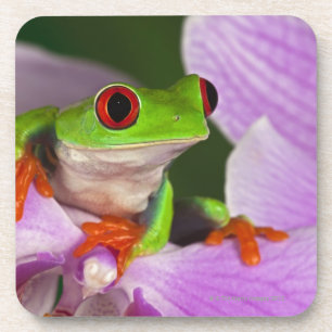 Agalychnis callidryas untersetzer