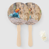 Agama Fächer (Vorne und Hinten)