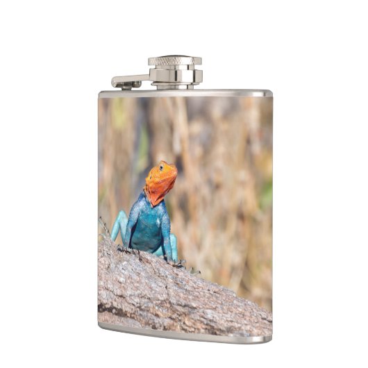 Agama Flachmann (Links)