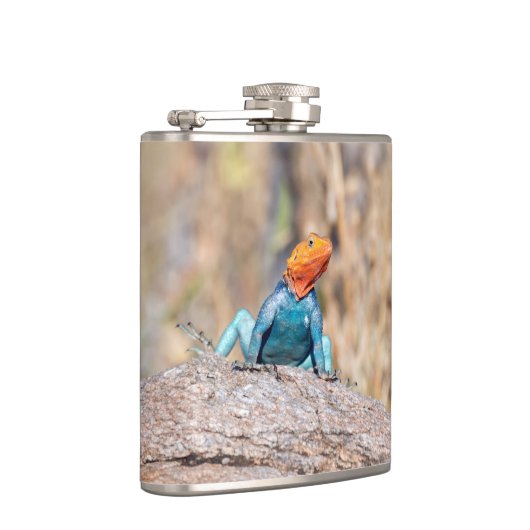 Agama Flachmann (Rechts)