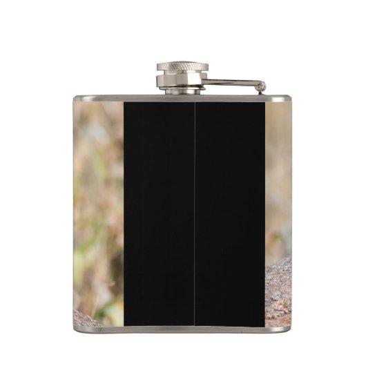 Agama Flachmann (Rückseite)