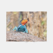 Agama Fleecedecke (Vorderseite (Horizontal))