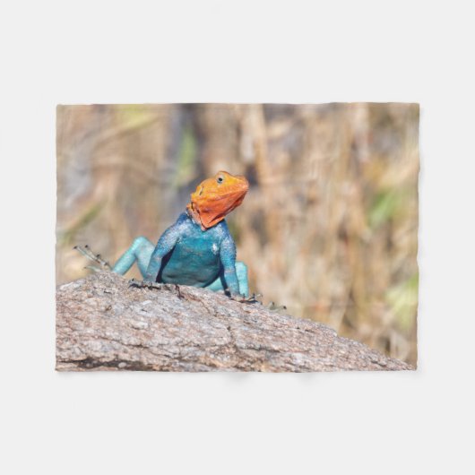 Agama Fleecedecke (Vorderseite (Horizontal))