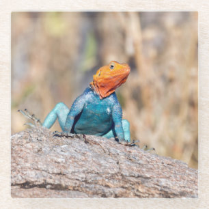 Agama Glasuntersetzer