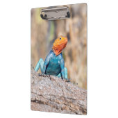 Agama Klemmbrett (Links)