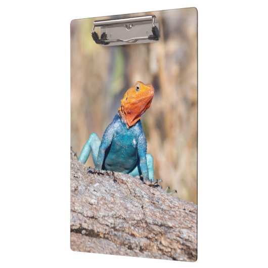 Agama Klemmbrett (Links)