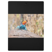 Agama Klemmbrett (Rückseite)