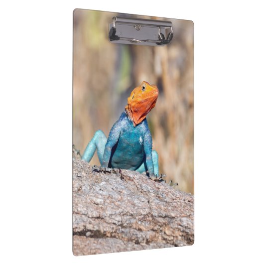 Agama Klemmbrett (Rechts)