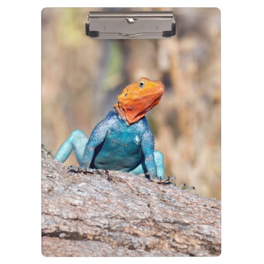 Agama Klemmbrett (Vorderseite)