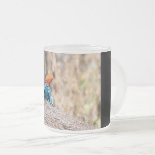 Agama Mattglastasse (VorderseiteRechts)