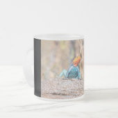 Agama Mattglastasse (Vorderseite Links)