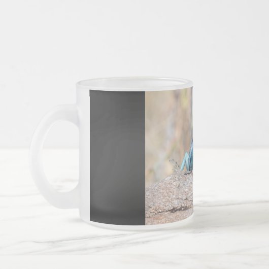 Agama Mattglastasse (Links)