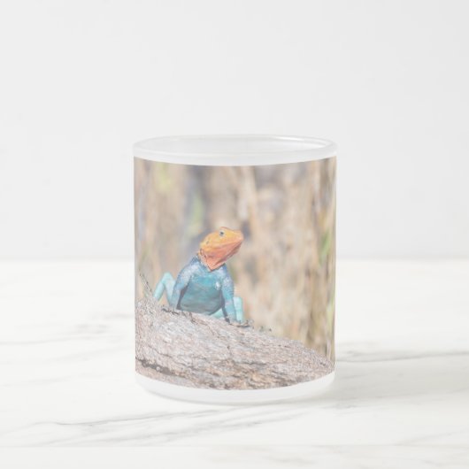 Agama Mattglastasse (Mittel)