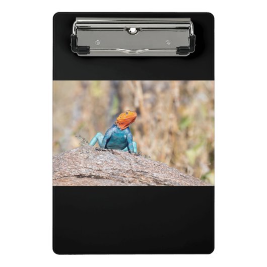 Agama Mini Klemmbrett (Vorderseite)