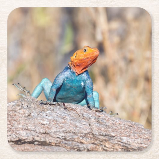 Agama Rechteckiger Pappuntersetzer (Vorderseite)