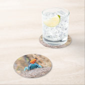 Agama Runder Pappuntersetzer (Vor Ort)