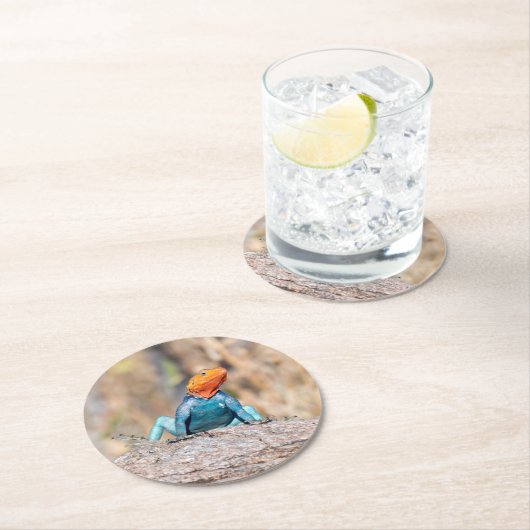 Agama Runder Pappuntersetzer (Vor Ort)