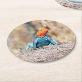 Agama Runder Pappuntersetzer (Angewinkelt)