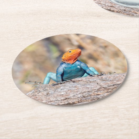 Agama Runder Pappuntersetzer (Angewinkelt)