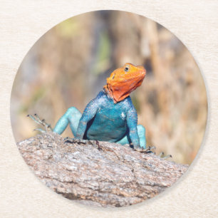 Agama Runder Pappuntersetzer