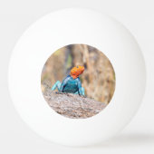 Agama Tischtennisball (Rückseite)