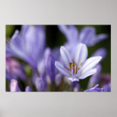 Agapanthus Africanus Poster (Vorne)