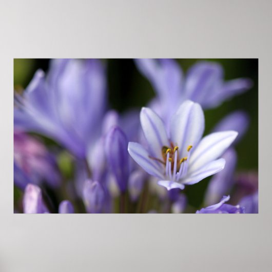 Agapanthus Africanus Poster (Vorne)