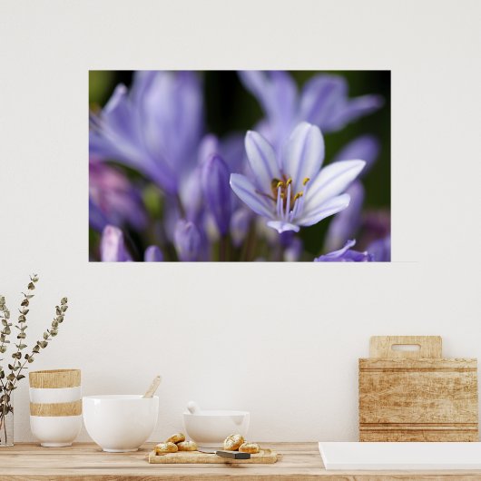 Agapanthus Africanus Poster (Küche)