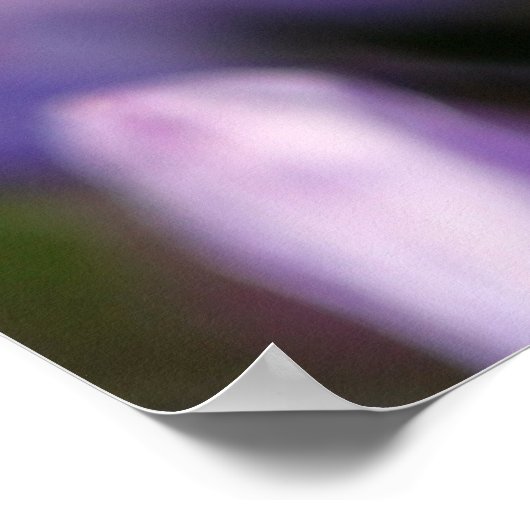 Agapanthus Africanus Poster (Ecke)